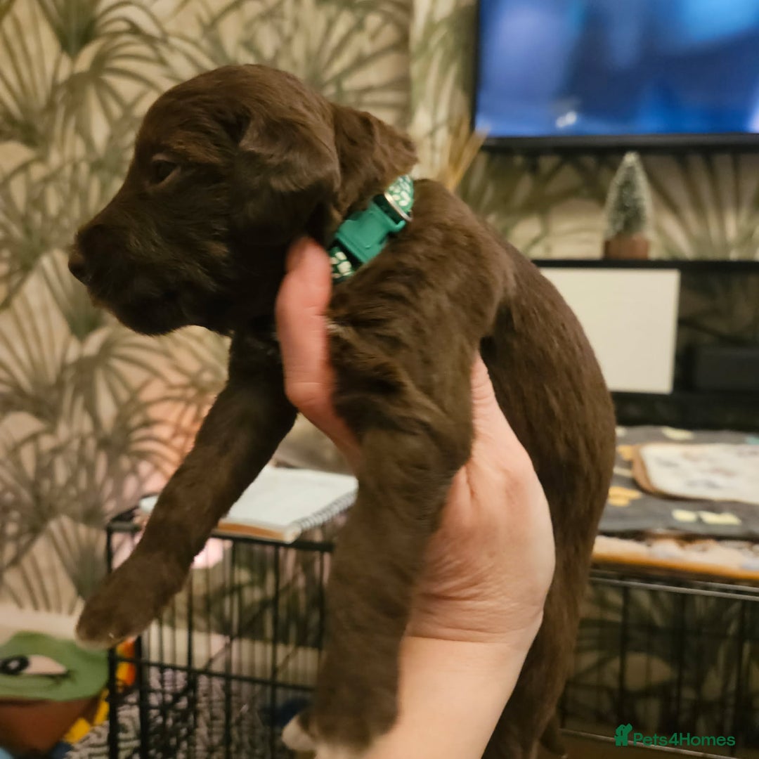 Bedlington Terrier dogs for sale: Bedlington whippet  - Advert 12