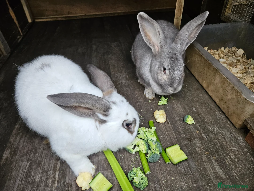 Continental Giant rabbits for sale: Continental giants - Advert 2