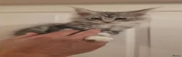 Maine Coon cats for sale: Adorable Maine Coon Kittens - Advert 23