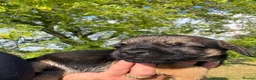 Border Terrier dogs for sale: 🧡 Fantastic KC Border Terriers 🧡 - Advert 21