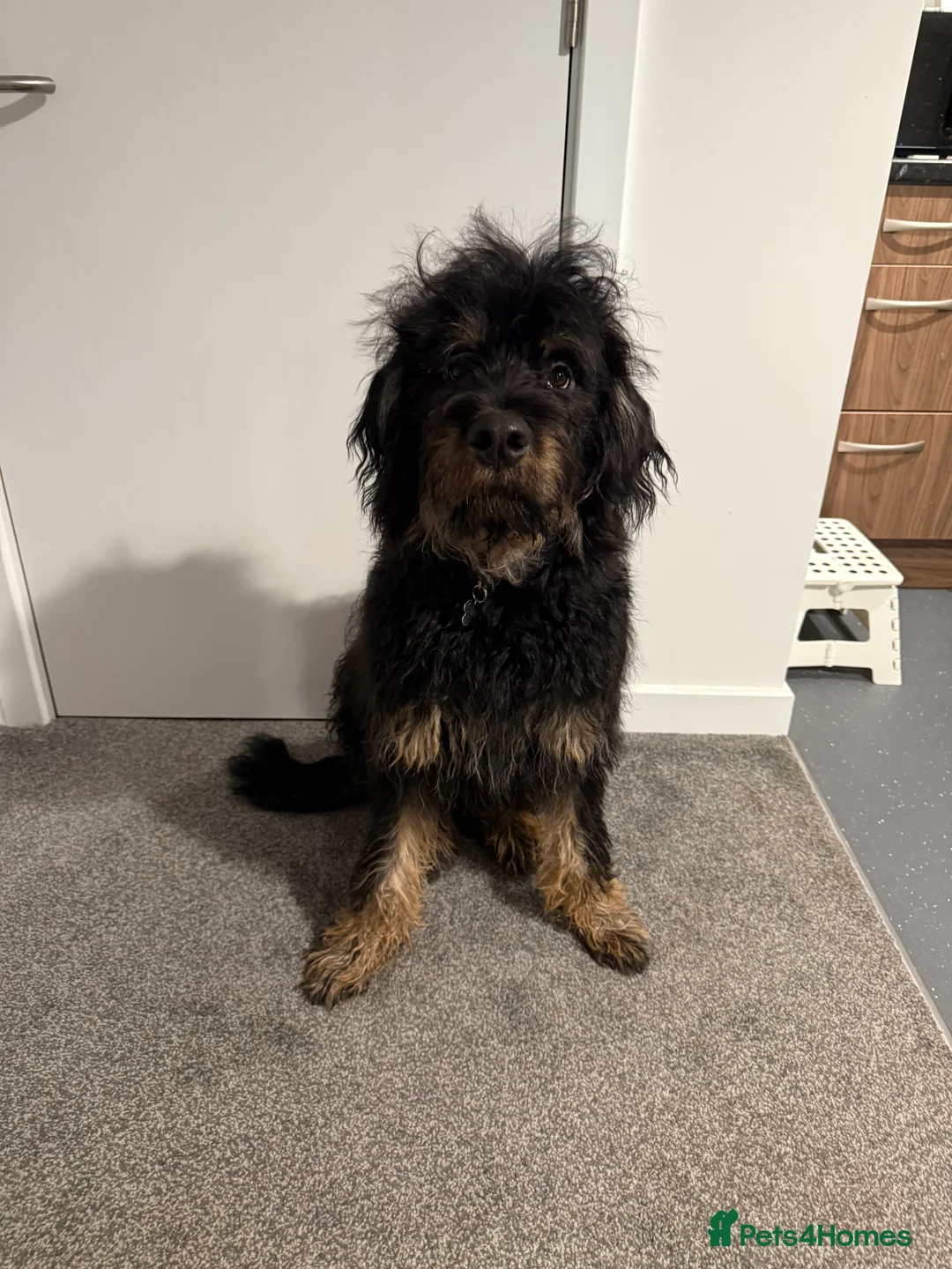 Mixed Breed dogs for sale: Male roodle   - Advert 3