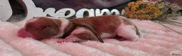 Cavalier King Charles Spaniel dogs for sale: Blenhiem cavalier king charles spaniel puppies - Advert 7