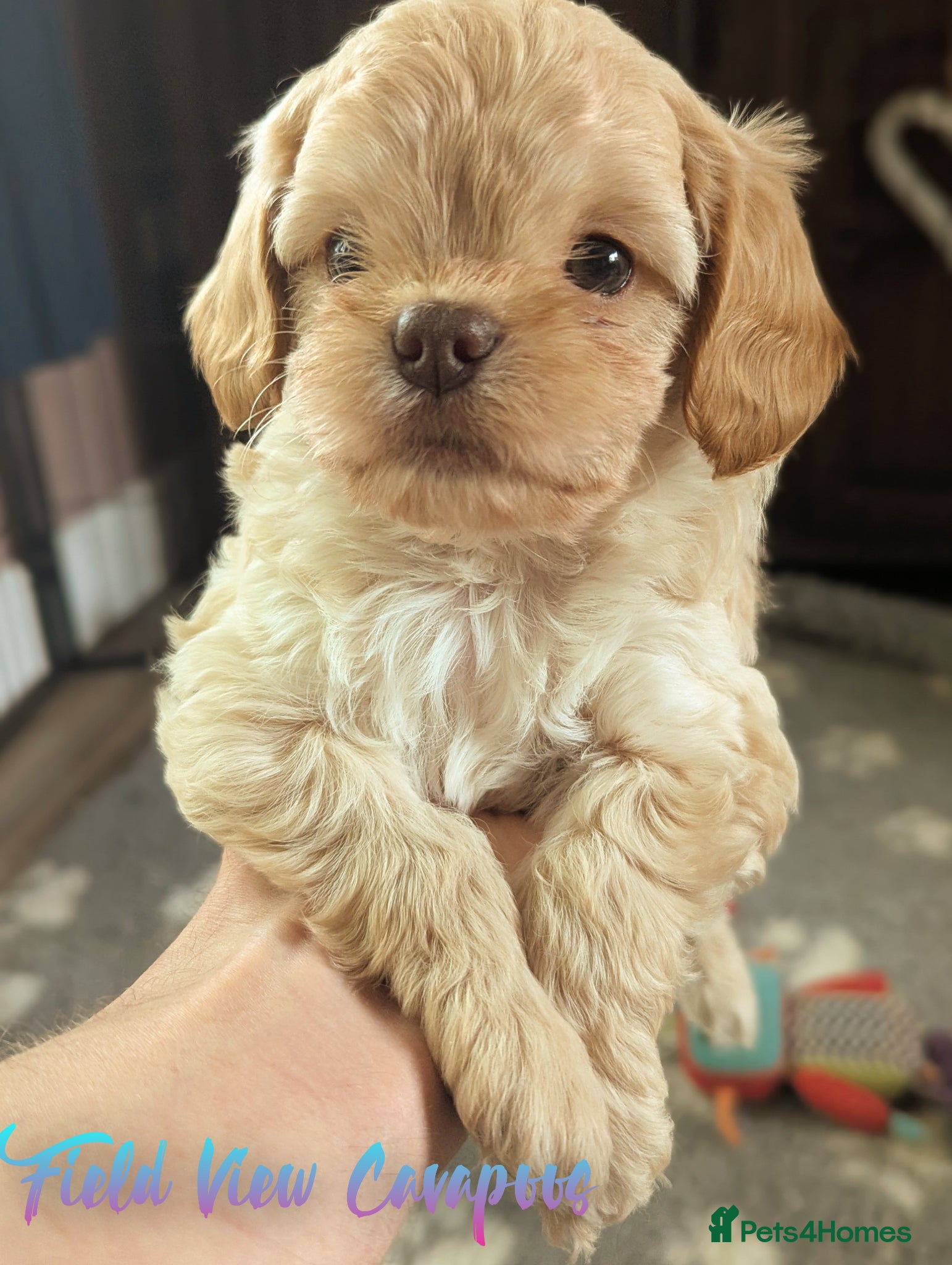 Cavapoo dogs for sale: F1 Cavapoo puppies, highly health tested parents  - Advert 3