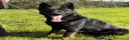 German Shepherd dogs for sale: Quality young male German Shepherd - Advert 1