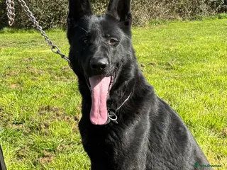 German Shepherd dogs Quality young male German Shepherd - Advert 2