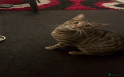 Bengal cats for sale: Bengal/Tabby Cat - Image 3