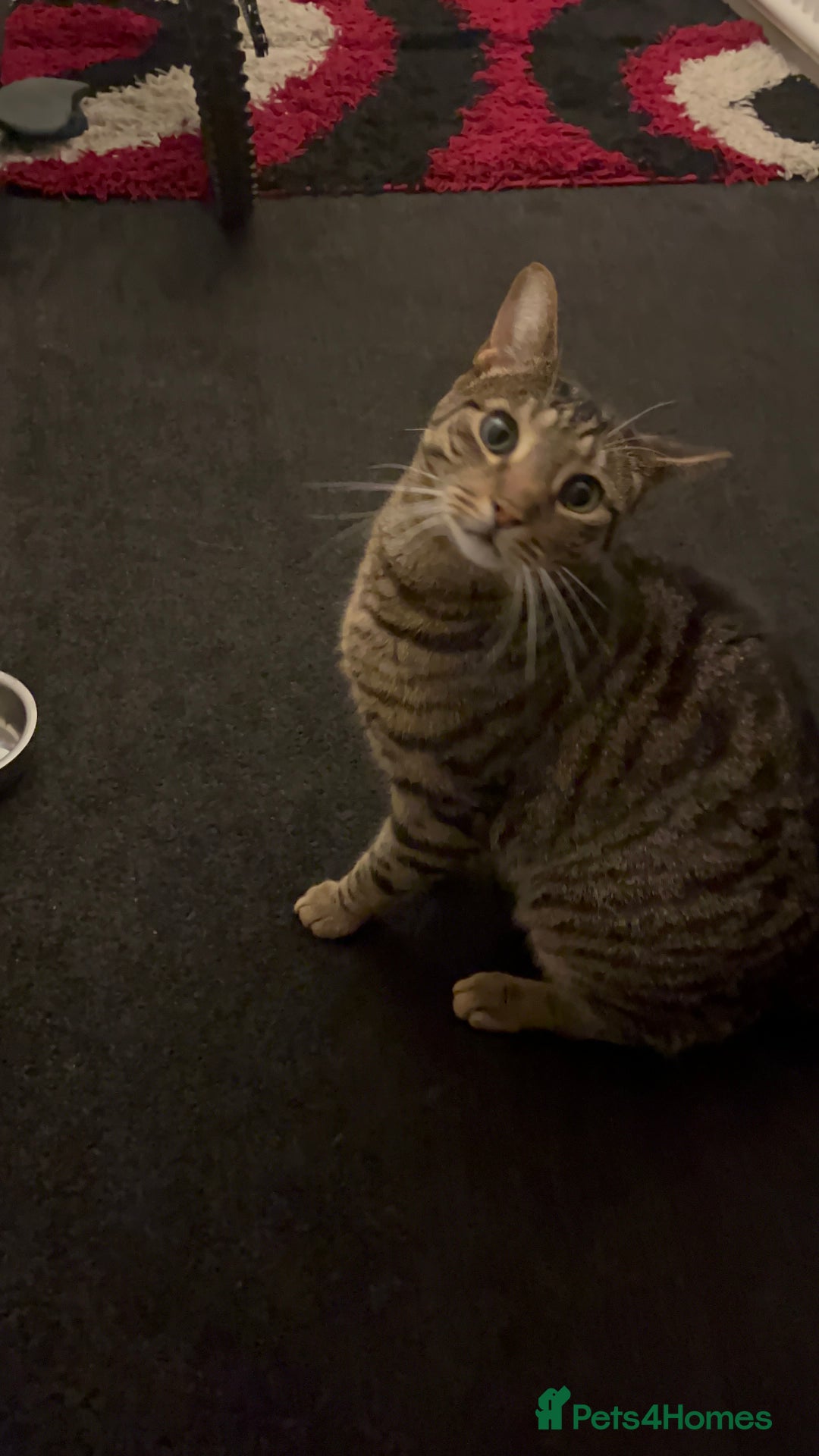 Bengal cats for sale: Bengal/Tabby Cat - Image 3