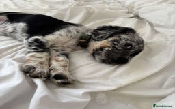 Sprollie dogs for sale: Male 9 week old sprollie  - Image 1