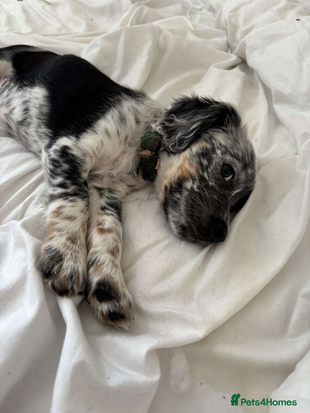 Sprollie dogs for sale: Male 9 week old sprollie  - Image 1