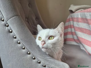 Domestic Shorthair cats - Advert 2