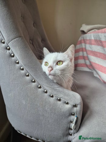 Domestic Shorthair cats - Advert 3