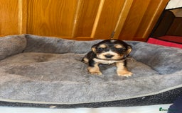 Cocker Spaniel dogs for sale: Beautiful show type cocker spaniel puppies  - Image 26
