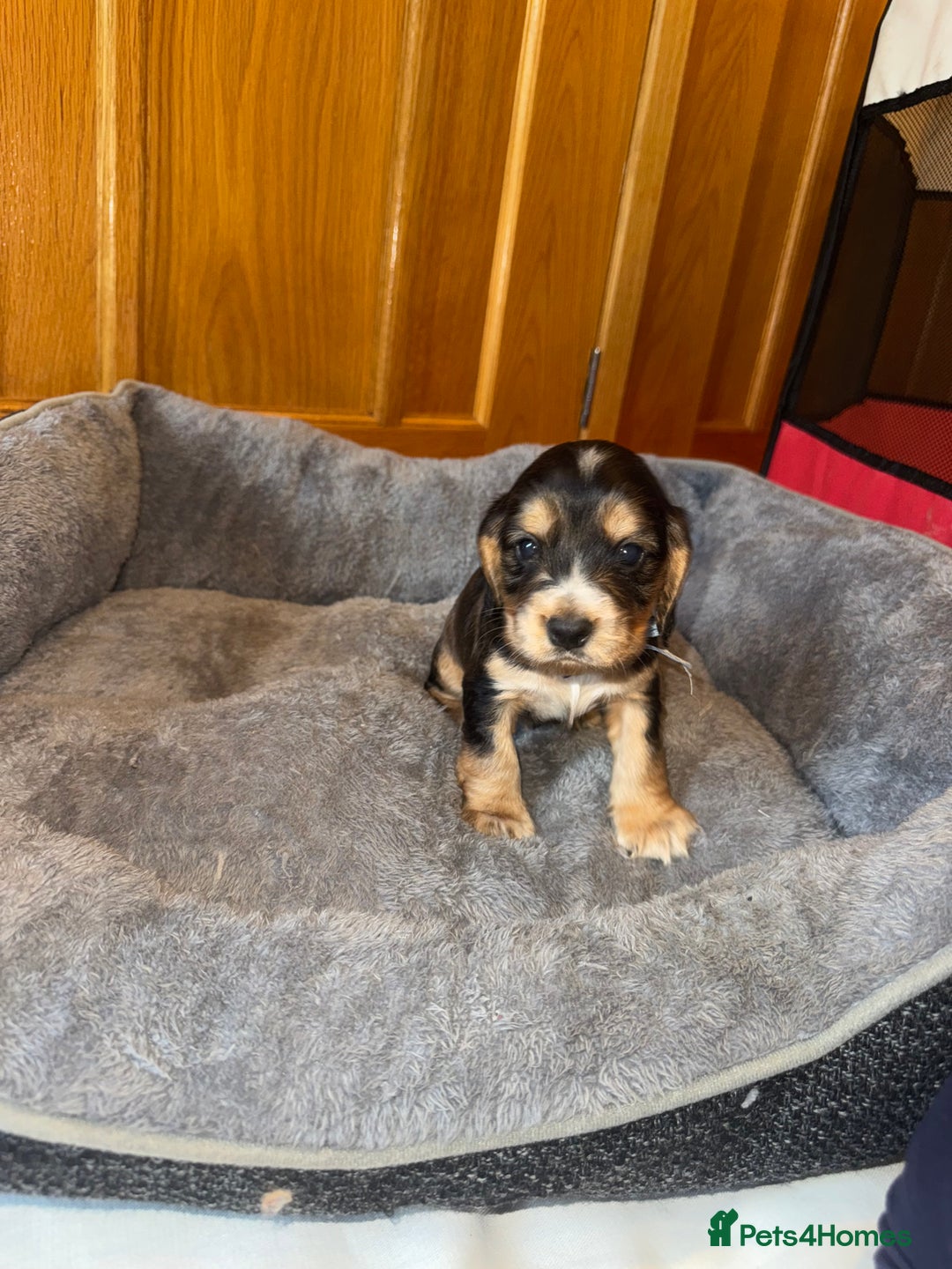 Cocker Spaniel dogs for sale: Beautiful show type cocker spaniel puppies  - Image 26