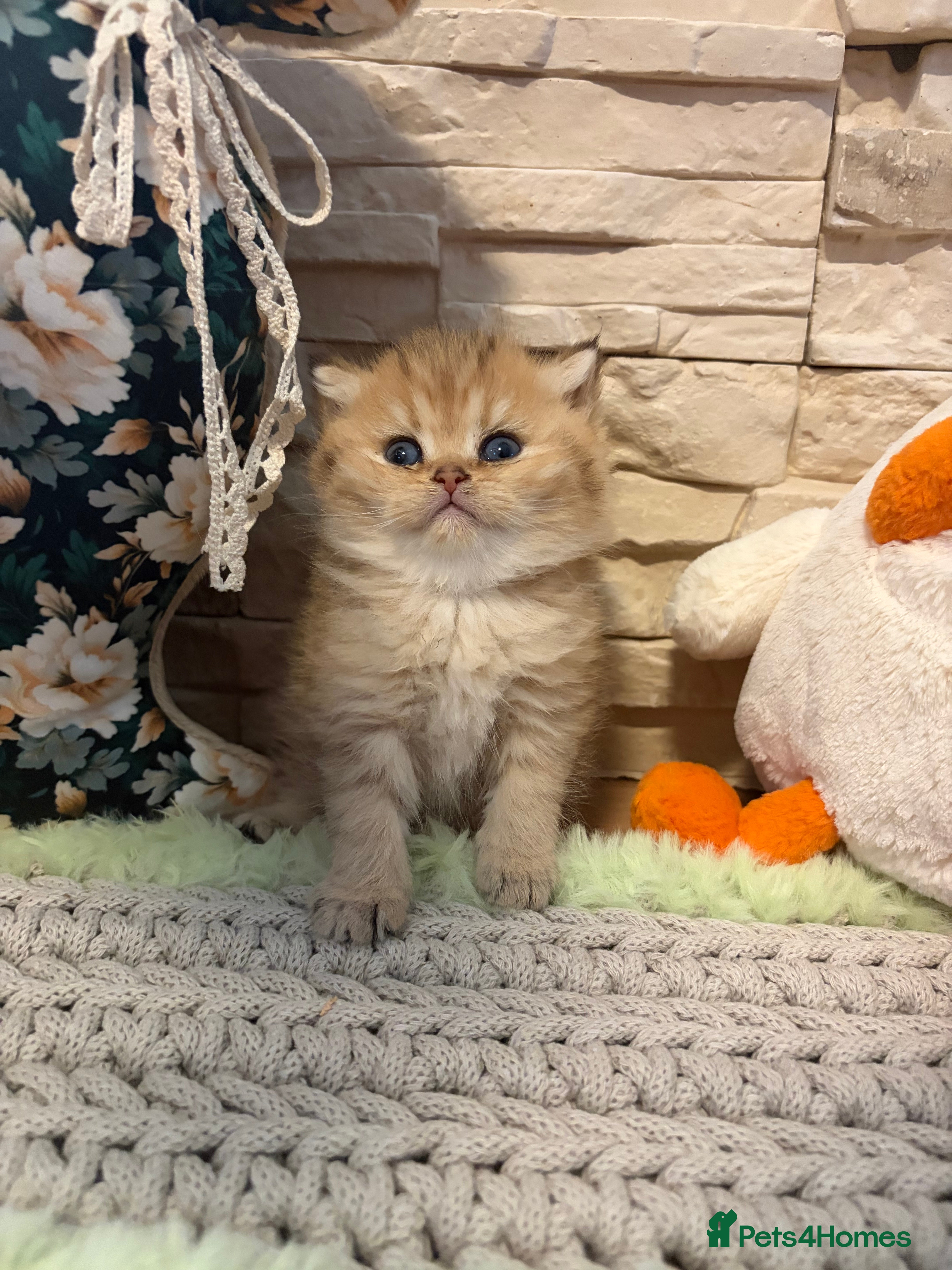 British Shorthair cats BEAUTIFUL GOLDEN BSH KITTENS AVAILABLE TO RESERVE - Advert 2