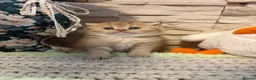 British Shorthair cats for sale: BEAUTIFUL GOLDEN BSH KITTENS AVAILABLE TO RESERVE - Advert 2