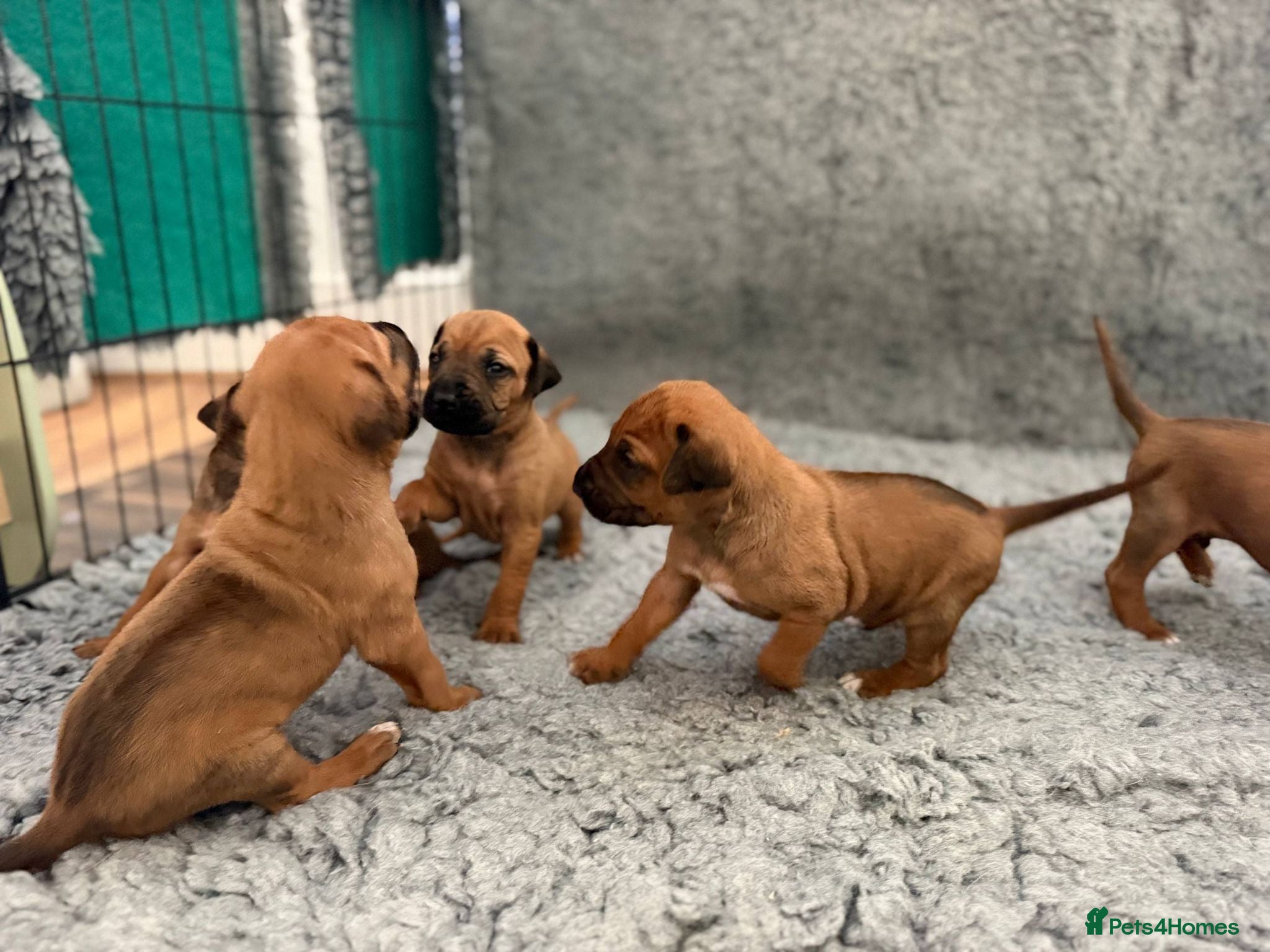Rhodesian Ridgeback dogs Wait List Open - Safely Arrived 14th June - Advert 2