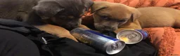 Mixed Breed dogs for sale: Rottweilerx puppy’s - Advert 2