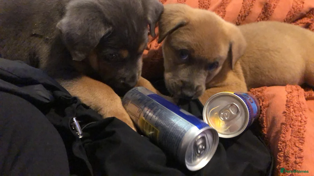 Mixed Breed dogs for sale: Rottweilerx puppy’s - Advert 2