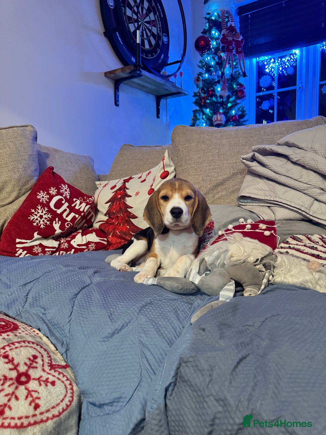 Beagle dogs for sale: Lilly - Advert 3