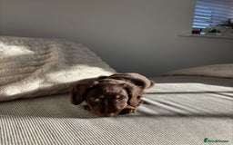 Miniature Dachshund dogs for sale: Long-haired Miniature dachshund puppy - Advert 5