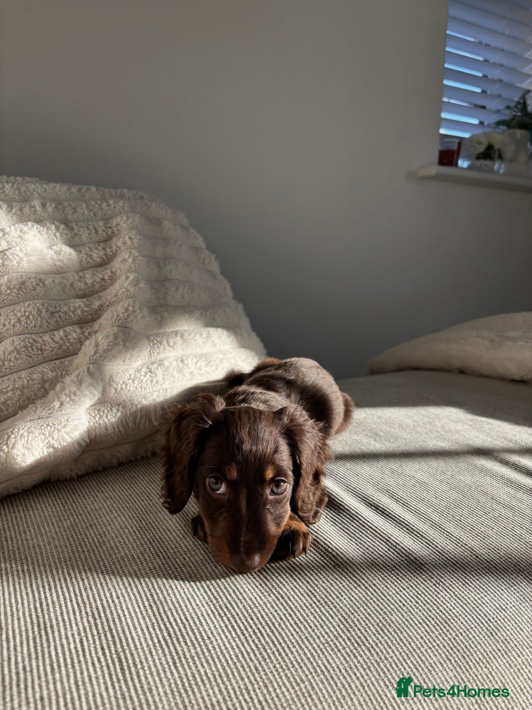 Miniature Dachshund dogs for sale: Long-haired Miniature dachshund puppy - Advert 5