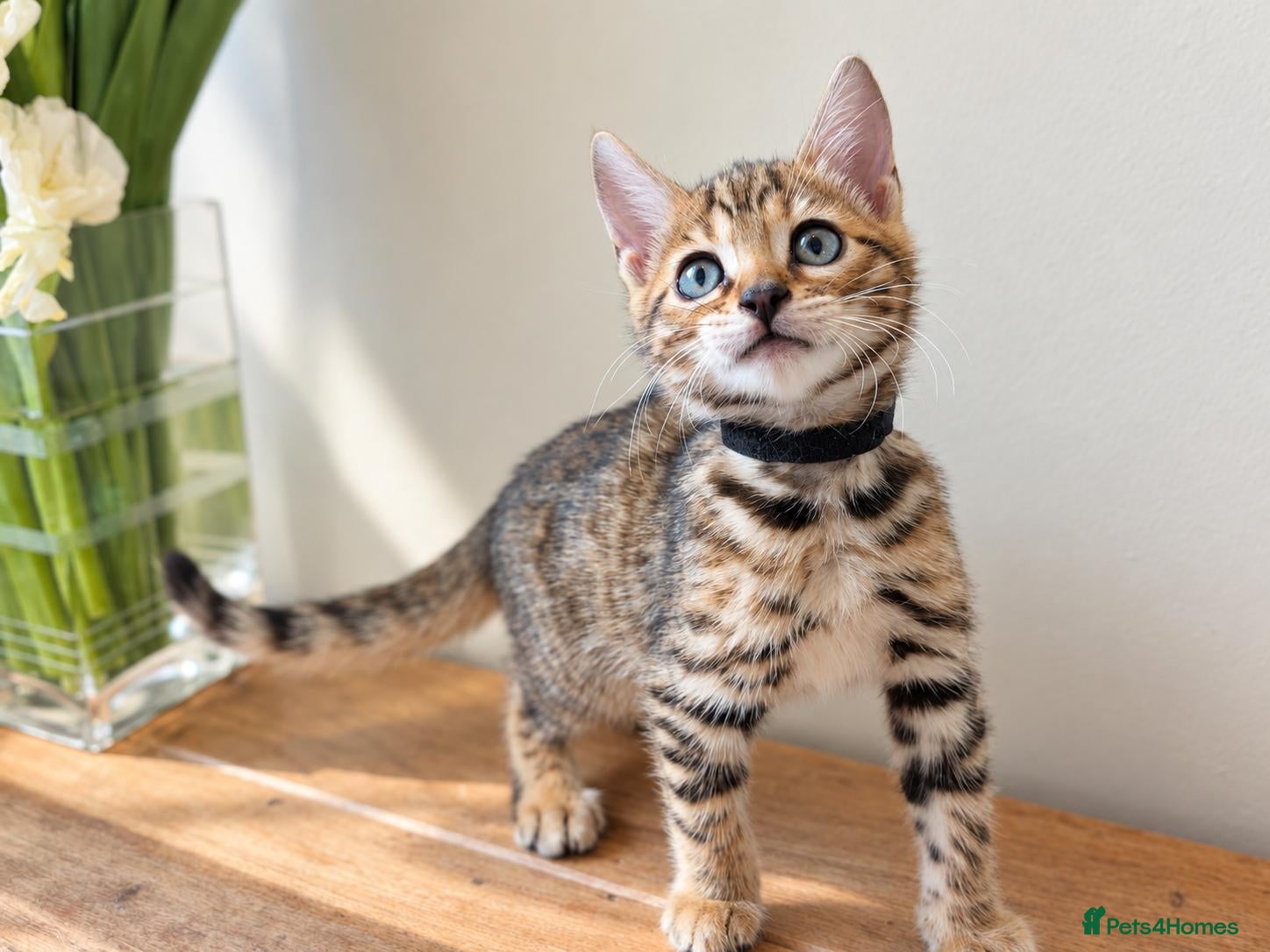 Bengal cats TICA Rosetted Bengal Kittens, Health Tested - Advert 2