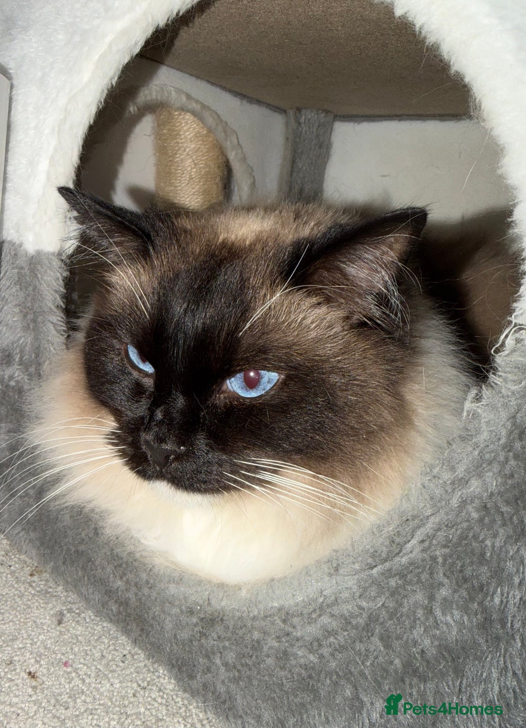 Ragdoll cats for sale: Stunning Male Ragdoll House Cat  - Advert 5
