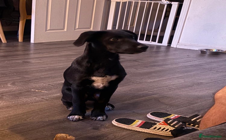 Borador dogs - Advert 15