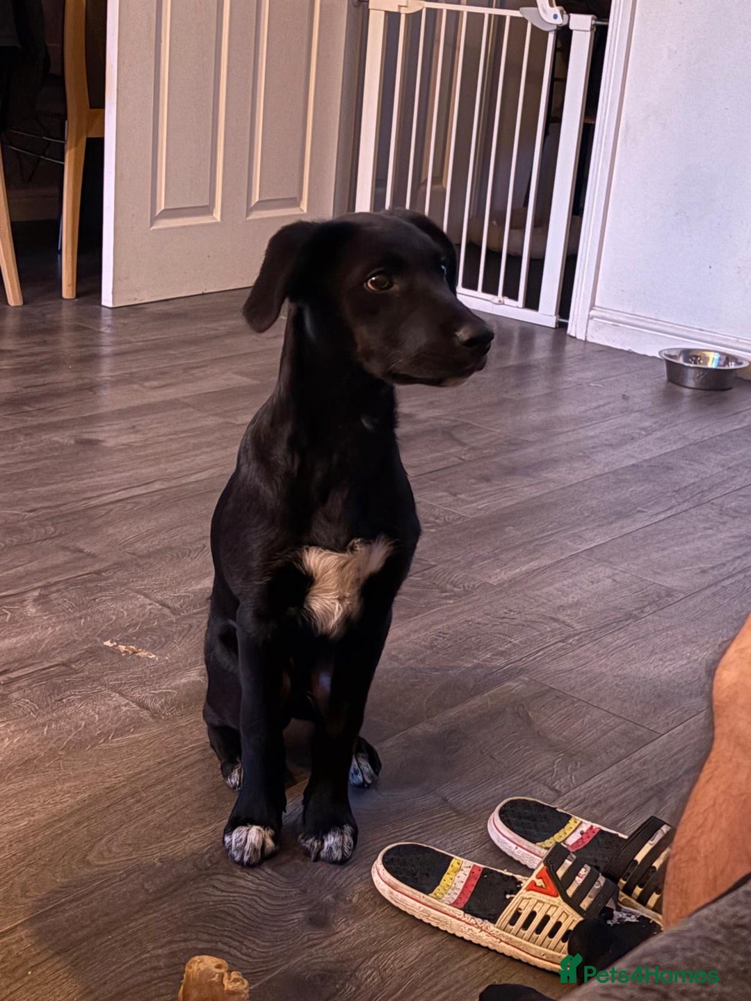 Borador dogs for sale: Collie cross Labrador  - Image 1
