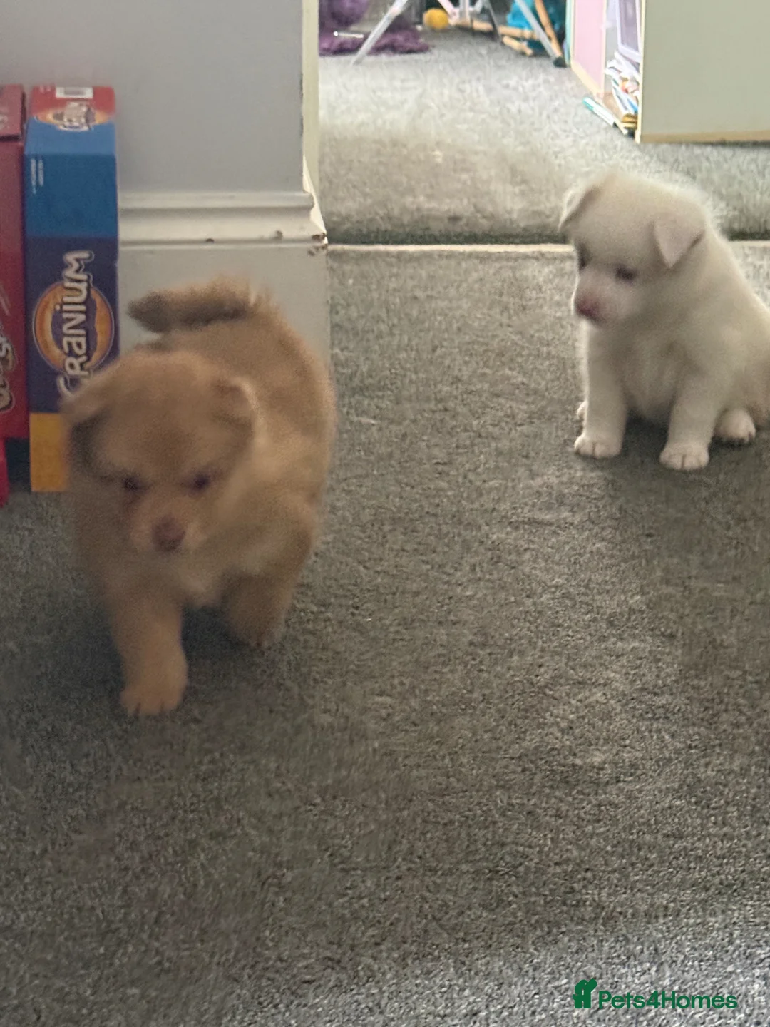 Pomsky dogs for sale: Our rare little boy is ready to find his new home  in Swansea - Advert 2