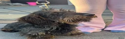 Dachshund dogs for sale: Full wire haired teckle pups - Advert 8
