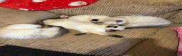 Ragdoll cats for sale: 4 pure Ragdoll kittens✨FREE ESSENTIAL STARTER PACK - Advert 23