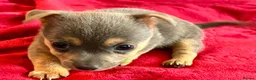 Jack Russell dogs for sale: Beautiful, miniature Much Wenlock Jack Ru - Advert 15