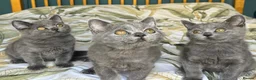 British Shorthair cats for sale: British Shorthair kittens - Advert 4