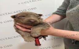 German Shepherd dogs for sale: Kcreg Isabella German shepherd pups  - Image 2