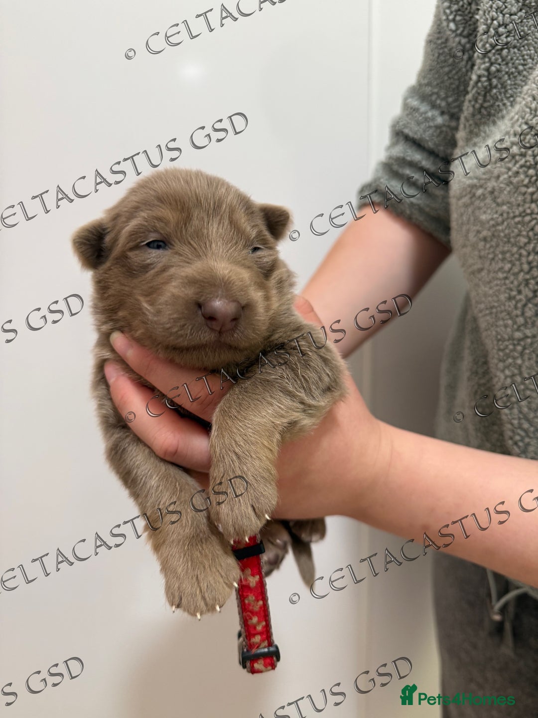 German Shepherd dogs for sale: Kcreg Isabella German shepherd pups  - Image 2