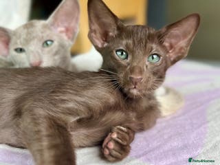 Oriental cats Supreme pedigree Oriental kittens GCCF reg - Advert 1