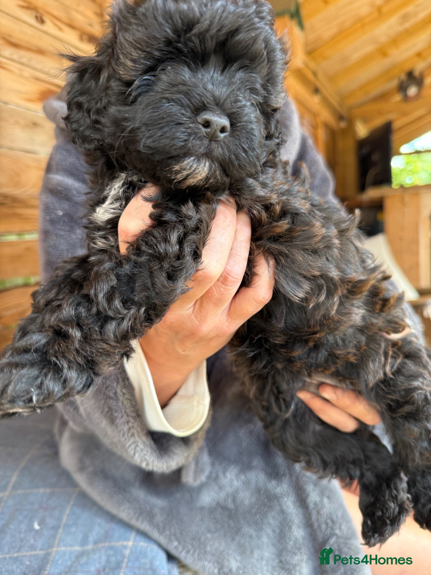 Shihpoo dogs Shihpoo Puppies  - Advert 2