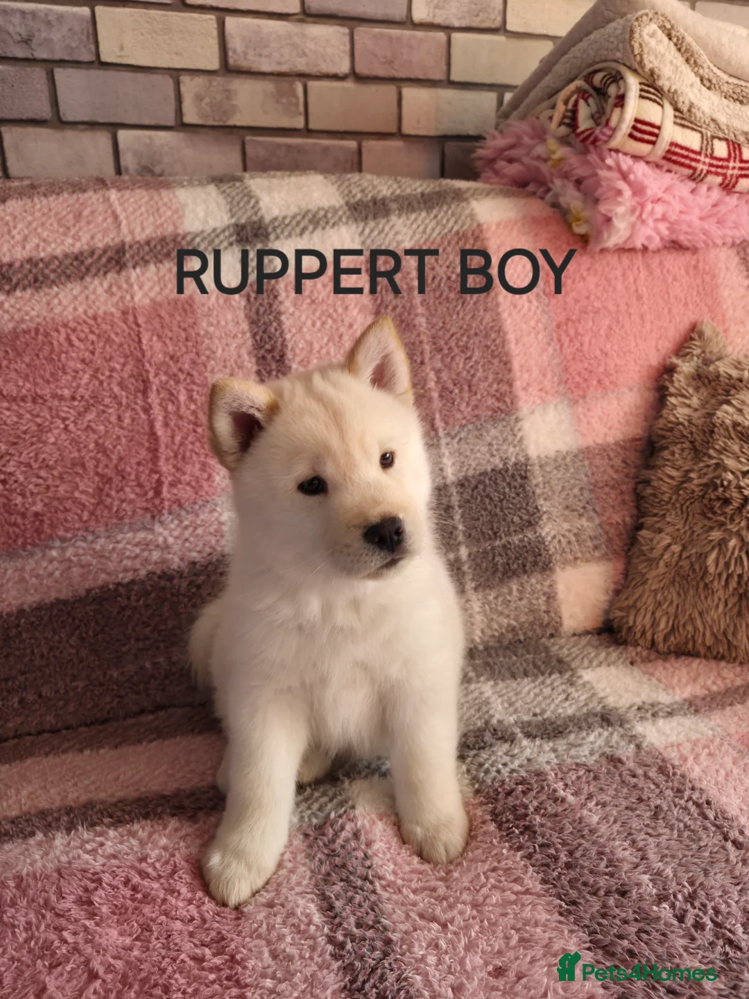 Mixed Breed dogs for sale: Siberian husky/ chow chow (chowski) - Advert 8