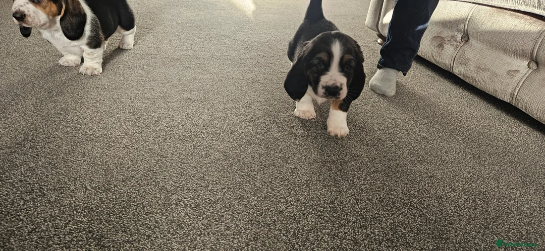 Basset Hound dogs for sale: One Beautiful Basset Hound Pup (Bertha) remaining. - Advert 25
