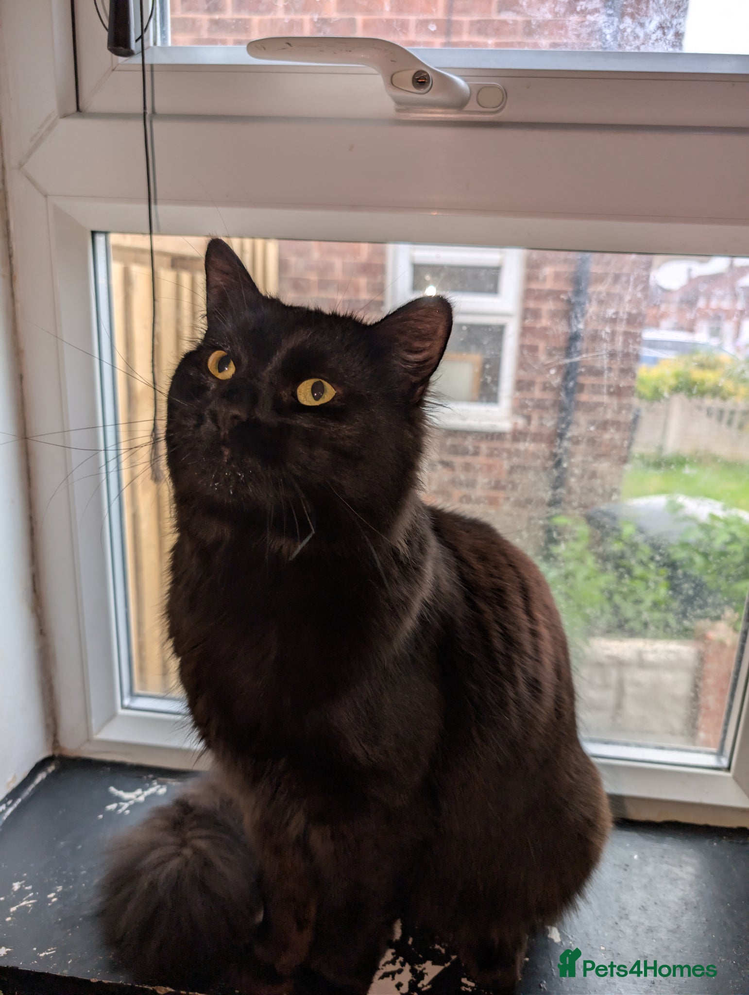 Mixed Breed cats Black Maine Coon X Bengle (READ DESCRIPTION) - Advert 5