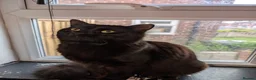 Mixed Breed cats for sale: Black Maine Coon X Bengle (READ DESCRIPTION) - Advert 1