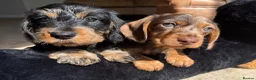 Dachshund dogs for sale: Kc registered miniature wire haired dachshunds  - Advert 1