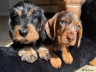 Dachshund dogs Kc registered miniature wire haired dachshunds - Advert 1