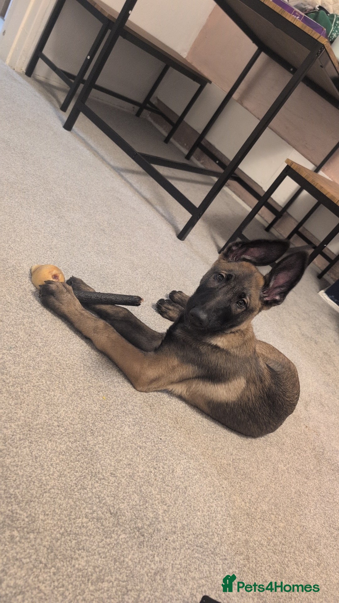 Belgian Shepherd Dog dogs for sale: Belgian malinois puppy  - Advert 1