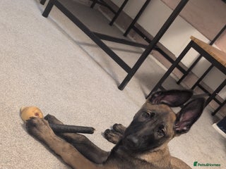 Belgian Shepherd Dog dogs Belgian malinois puppy - Advert 1