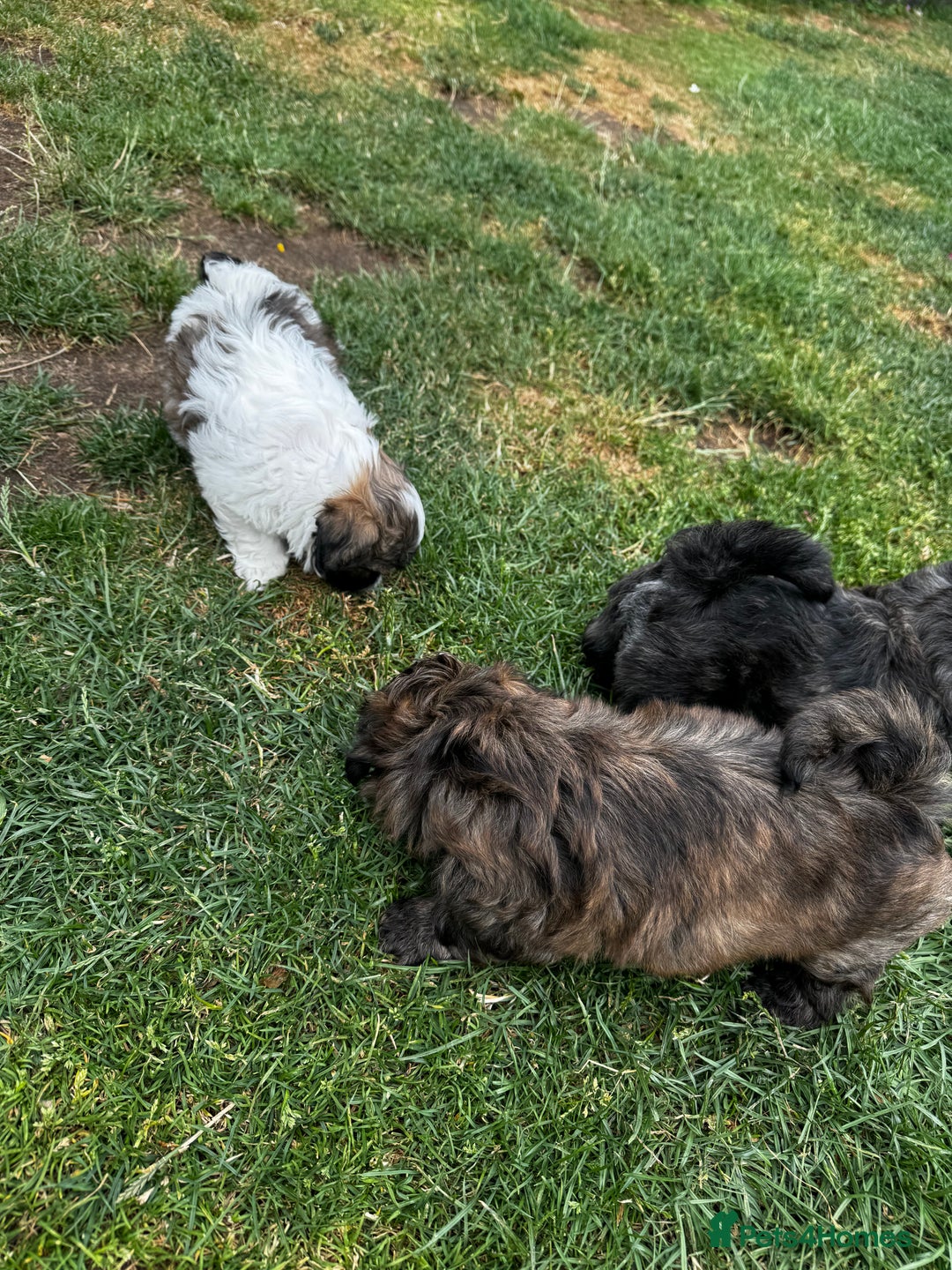 Shih Tzu dogs for sale: Shih tzu puppies looking for a forever home. - Image 16