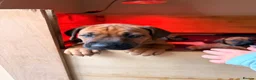 Rhodesian Ridgeback dogs for sale: KC Registered Rhodesian Ridgeback Litter - Advert 13