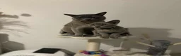 Burmese cats for sale: 5 beautiful blue Burmese kittens  - Advert 4