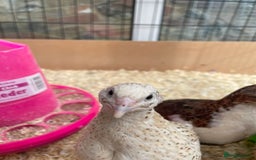 Quail poultry for sale: Quail - Advert 3